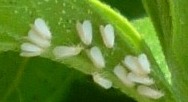 Mosca blanca genera resistencia a agroqumicos